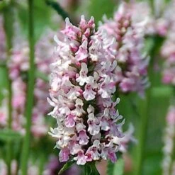 Stachys 'Summer Crush' -Verdelyn Sales x600 28811