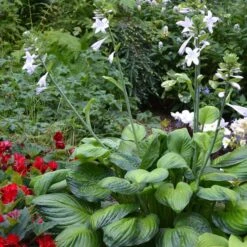 Hosta 'Guacamole' -Verdelyn Sales x600 28855