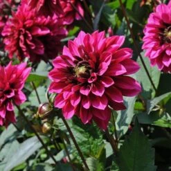 Dahlia 'Purple Haze' -Verdelyn Sales x600 28859
