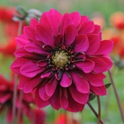 Dahlia 'Purple Haze' -Verdelyn Sales x600 28860