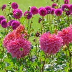 Dahlia 'Omega' -Verdelyn Sales x600 28913