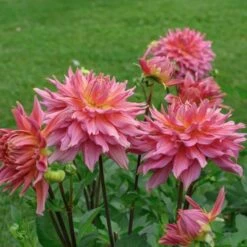 Dahlia 'Omega' -Verdelyn Sales x600 28914