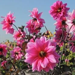 Dahlia 'Fascination' -Verdelyn Sales x600 28915