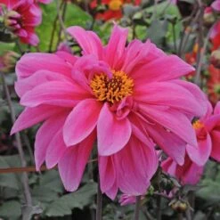 Dahlia 'Fascination' -Verdelyn Sales x600 28916