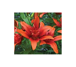Bold Colors Asiatic Lily Mix -Verdelyn Sales x600 2897