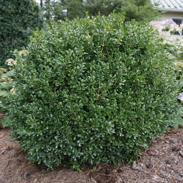 Buxus NewGen Independence® 1 Buxus NewGen Independence®