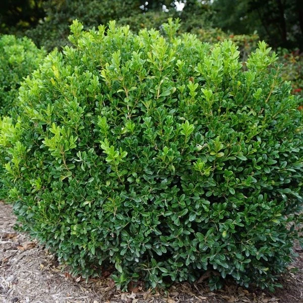 Buxus NewGen Independence® 2 Buxus NewGen Independence® - Image 2