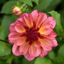 Dahlia 'Rawhide' -Verdelyn Sales x600 29000