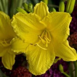 Hemerocallis (Daylily) 'Happy Returns' -Verdelyn Sales x600 29065