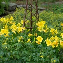 Hemerocallis (Daylily) 'Happy Returns' -Verdelyn Sales x600 29066