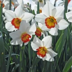 Narcissus 'Colin's Joy' 7 Narcissus 'Colin's Joy' -Verdelyn Sales x600 29170