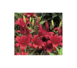 Strawberries & Cream Lilium Mix 22 Strawberries & Cream Lilium Mix -Verdelyn Sales x600 2918 1