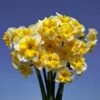 Narcissus 'Life Is Good'