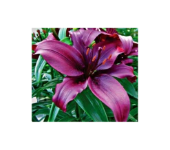 Bold Colors Asiatic Lily Mix -Verdelyn Sales x600 2938