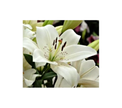 Bold Colors Asiatic Lily Mix -Verdelyn Sales x600 2947