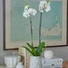 White Moth Orchid In 5½" Ceramic Cachepot
