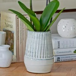 White Moth Orchid In 5½" Ceramic Cachepot 6 White Moth Orchid In 5½" Ceramic Cachepot -Verdelyn Sales x600 29490