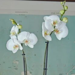 White Moth Orchid In 5½" Ceramic Cachepot 7 White Moth Orchid In 5½" Ceramic Cachepot -Verdelyn Sales x600 29492