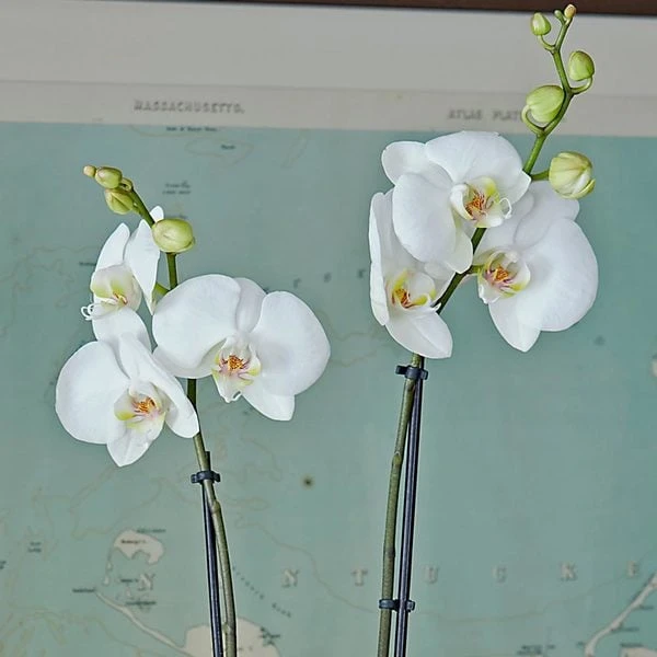White Moth Orchid In 5½" Ceramic Cachepot 4 White Moth Orchid In 5½" Ceramic Cachepot - Image 4