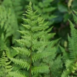 Athyrium Filix-femina - Lady Fern -Verdelyn Sales x600 29729