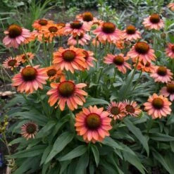 Echinacea Prima™ 'Ginger' -Verdelyn Sales x600 29765