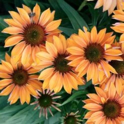 Echinacea Prima™ 'Ginger' -Verdelyn Sales x600 29767