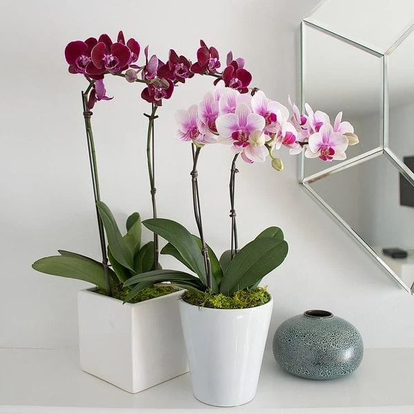 Blush White Compact Moth Orchids In 5" Ceramic Cachepot 1 Blush White Compact Moth Orchids In 5" Ceramic Cachepot
