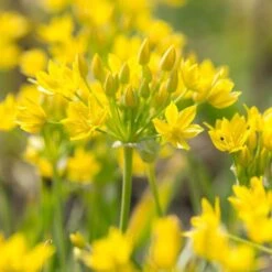 Allium Moly -Verdelyn Sales x600 29924