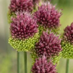 Allium Sphaerocephalon -Verdelyn Sales x600 29927