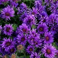 Symphyotrichum Novae-angliae 'Grape Crush' -Verdelyn Sales x600 29937