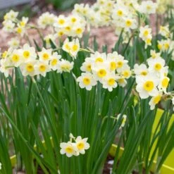 Narcissus 'Minnow' -Verdelyn Sales x600 29943