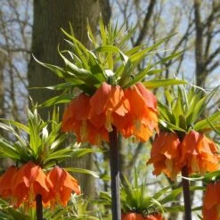 Fritillaria Imperialis 'Rubra Maxima' -Verdelyn Sales x600 30003