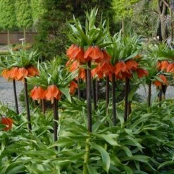Fritillaria Imperialis 'Rubra Maxima' -Verdelyn Sales x600 30004