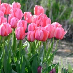 Tulip 'Pink Impression' -Verdelyn Sales x600 30012