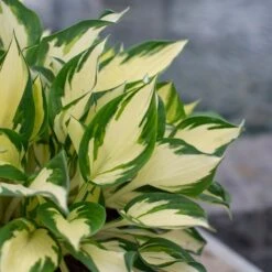 Hosta 'Fire And Ice' -Verdelyn Sales x600 30017