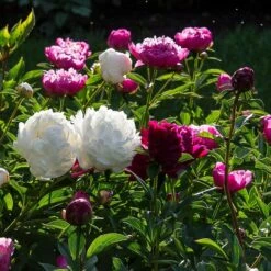 Old-Time Peony Collection -Verdelyn Sales x600 30085
