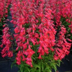 Penstemon Quartz® Red -Verdelyn Sales x600 30212