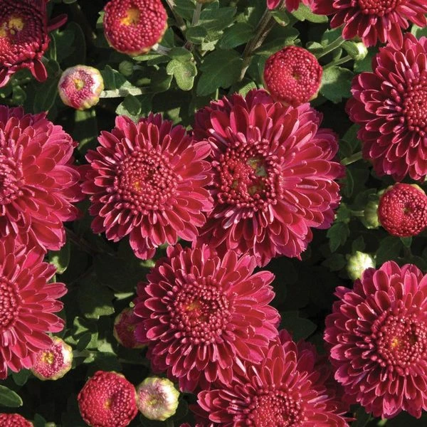 Chrysanthemum 'Cool Igloo' 2 Chrysanthemum 'Cool Igloo' - Image 2