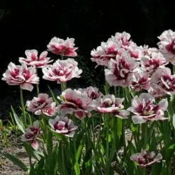 Tulip 'Pistache' -Verdelyn Sales x600 30253