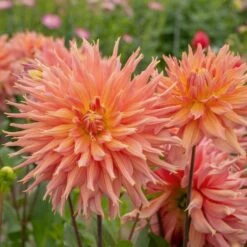 Dahlia 'Omega' -Verdelyn Sales x600 30296