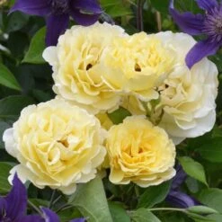 Rose Easy Elegance® Yellow Submarine -Verdelyn Sales x600 30349
