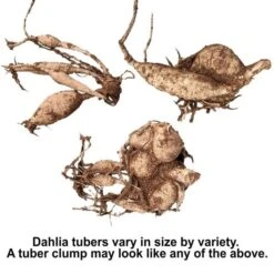 Dahlia 'XXL Tabasco' 7 Dahlia 'XXL Tabasco' -Verdelyn Sales x600 30544