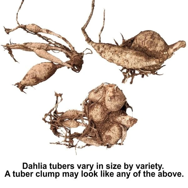 Dahlia 'XXL Tabasco' 4 Dahlia 'XXL Tabasco' - Image 4