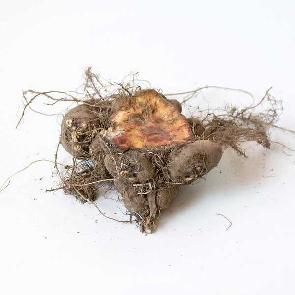 Liatris Spicata 'Kobold' 2 Liatris Spicata 'Kobold' - Image 2