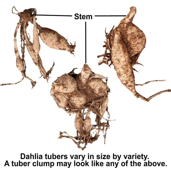 The Karma Dahlia Collection - 4 Tubers 6 The Karma Dahlia Collection - 4 Tubers - Image 6