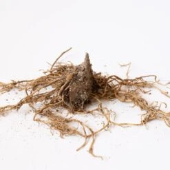 Hosta 'Patriot' -Verdelyn Sales x600 30643 3