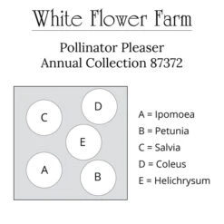 Pollinator Pleaser Annual Collection -Verdelyn Sales x600 30676