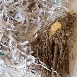 Hemerocallis (Daylily) 'All American Chief' -Verdelyn Sales x600 30677 5