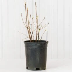 Azalea 'Northern Hi-Lights' -Verdelyn Sales x600 30684