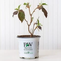 Hydrangea Quercifolia Gatsby Gal® 13 Hydrangea Quercifolia Gatsby Gal® -Verdelyn Sales x600 30692